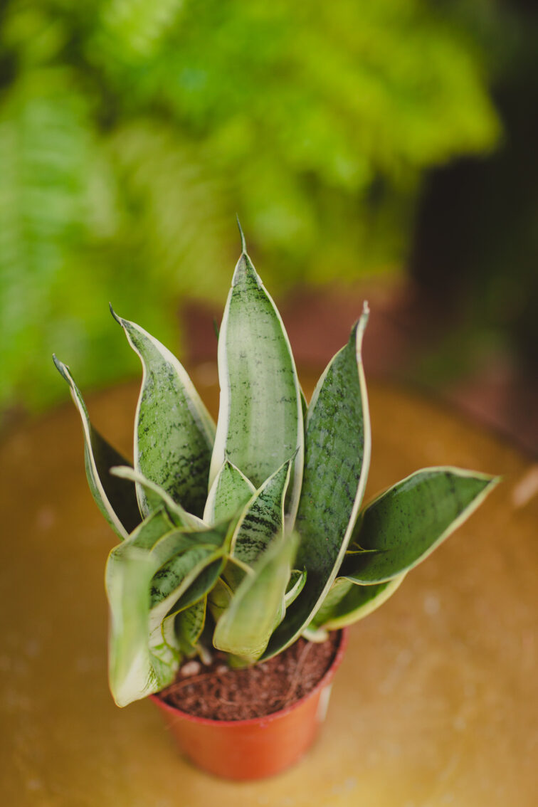 Zdjęcie rosliny doniczkowej Sansevieria White Snow, ujęcie 2