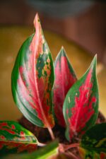 Zdjęcie rosliny doniczkowej Aglaonema Chilli Red, ujęcie 1