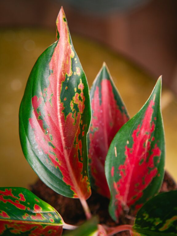 Zdjęcie rosliny doniczkowej Aglaonema Chilli Red, ujęcie 1