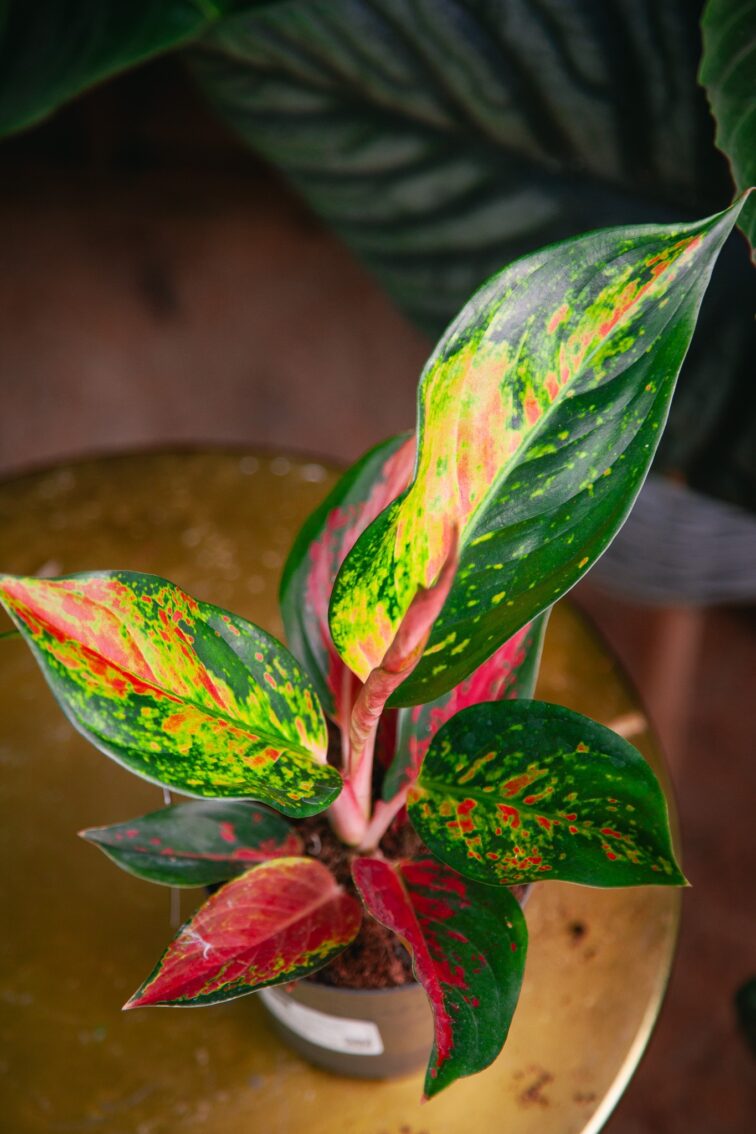 Zdjęcie rosliny doniczkowej Aglaonema Chilli Red, ujęcie 2