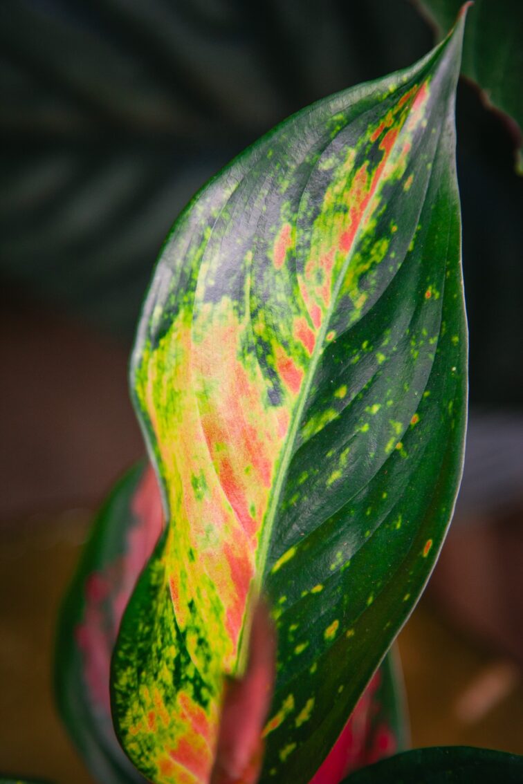 Zdjęcie rosliny doniczkowej Aglaonema Chilli Red, ujęcie 3