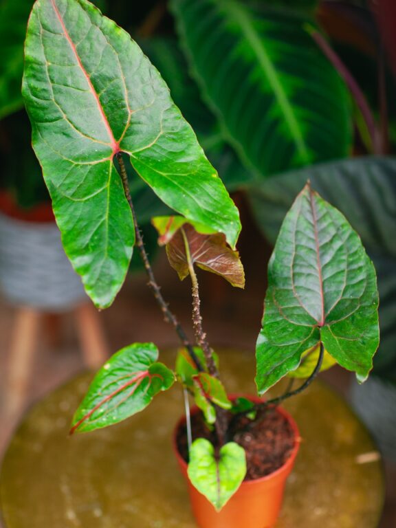 Zdjęcie rosliny doniczkowej Alocasia Black Jack (Cyrtosperma Johnstonii), ujęcie 1