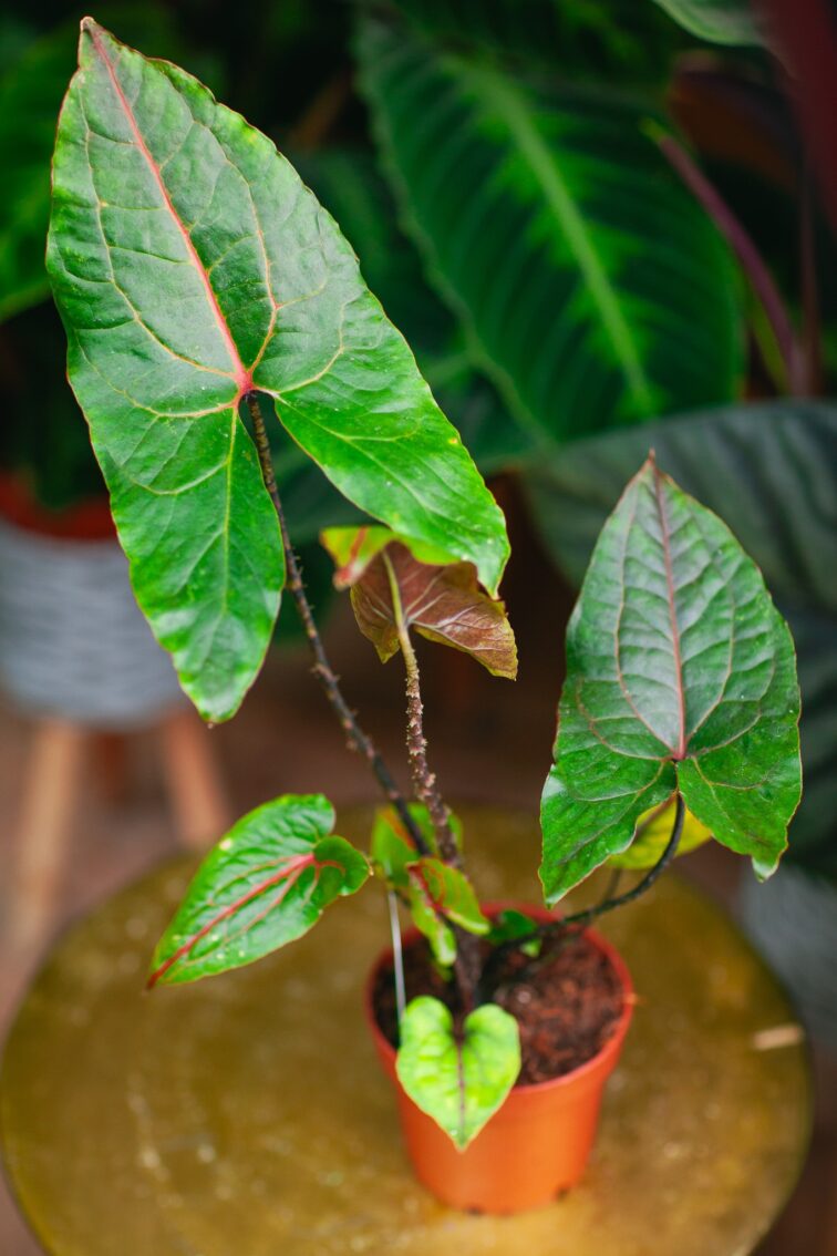 Zdjęcie rosliny doniczkowej Alocasia Black Jack (Cyrtosperma Johnstonii), ujęcie 1