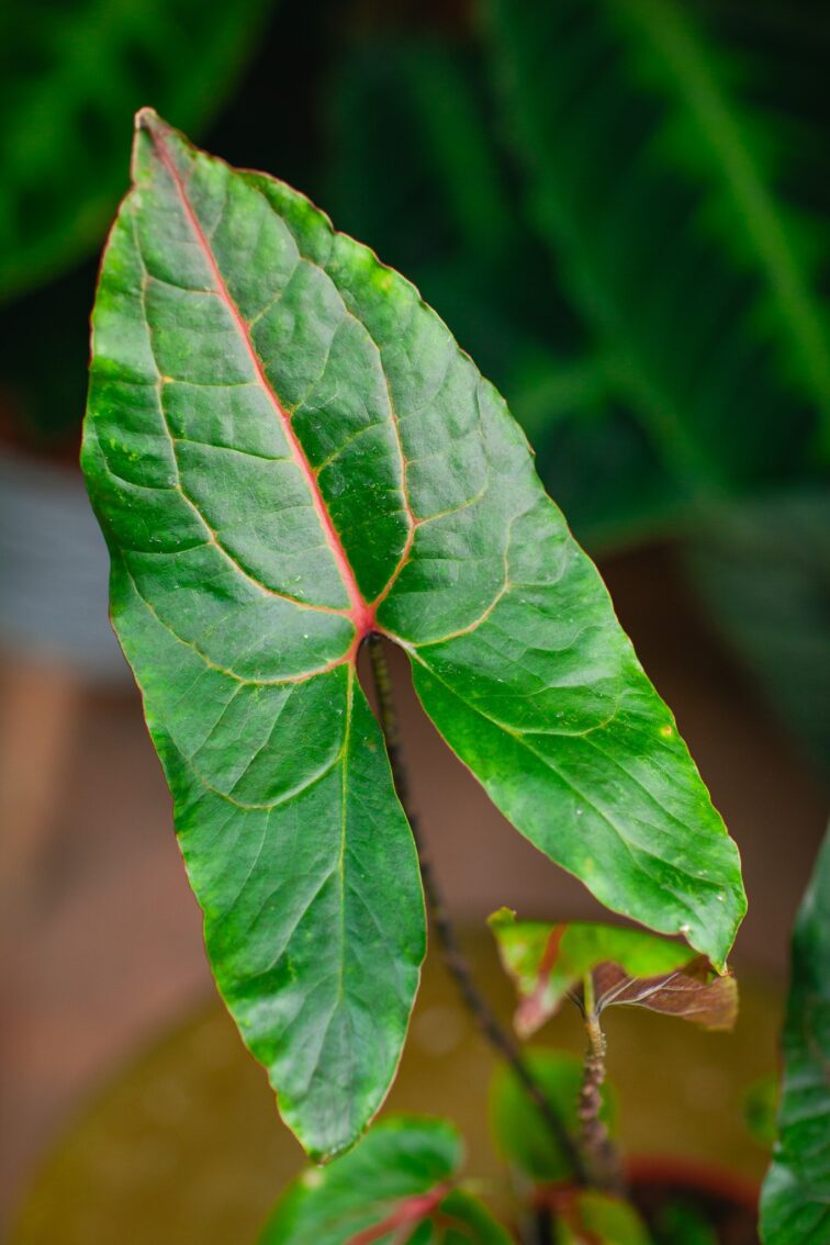 Zdjęcie rosliny doniczkowej Alocasia Black Jack (Cyrtosperma Johnstonii), ujęcie 2