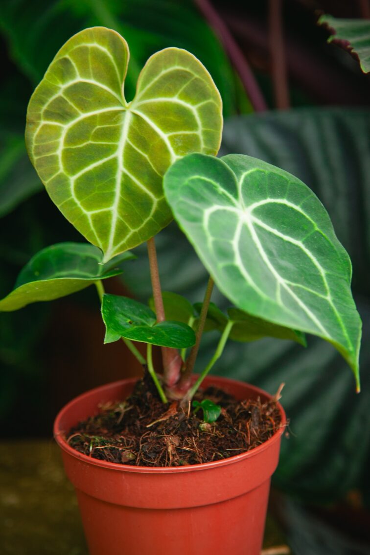 Zdjęcie rosliny doniczkowej Anthurium clarinervum, ujęcie 3