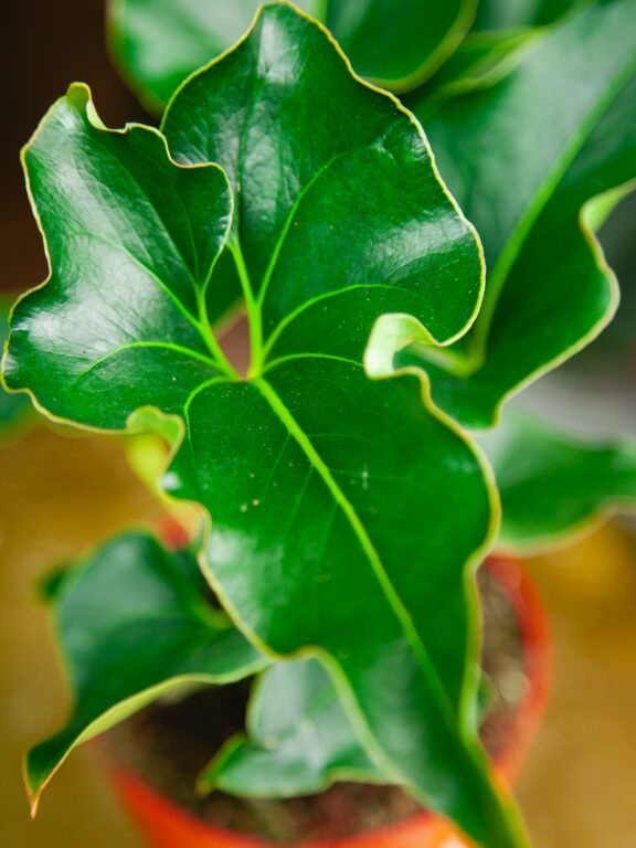 Zdjęcie rosliny doniczkowej Anthurium Ferrierense, ujęcie 1