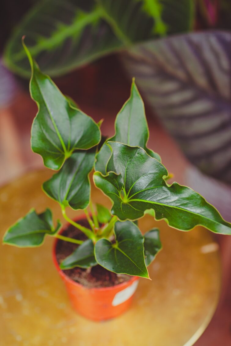 Zdjęcie rosliny doniczkowej Anthurium Ferrierense, ujęcie 2