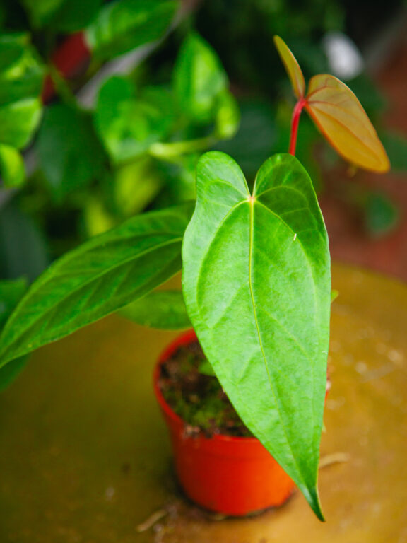 Zdjęcie rosliny doniczkowej Anthurium magnificum x nigrolaminum Gigi, ujęcie 1