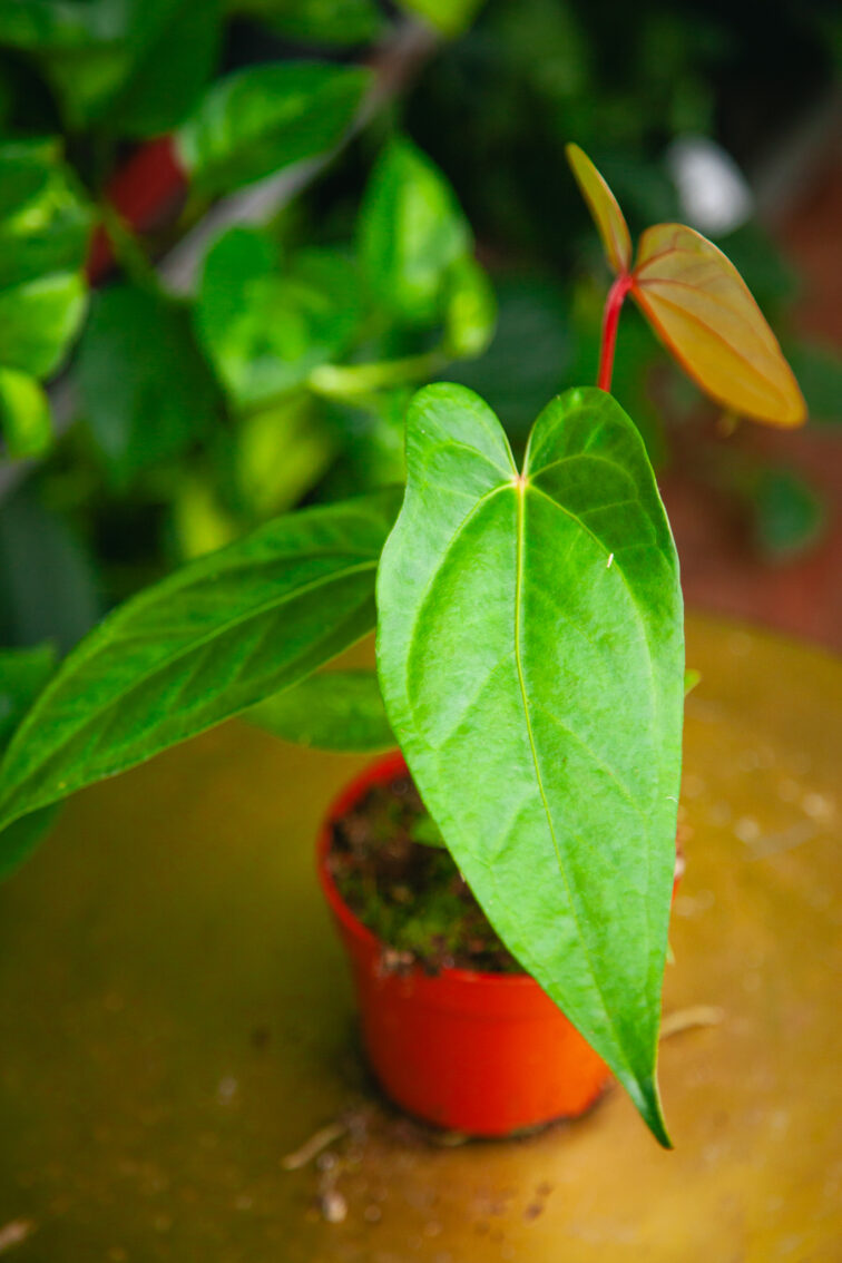 Zdjęcie rosliny doniczkowej Anthurium magnificum x nigrolaminum Gigi, ujęcie 1