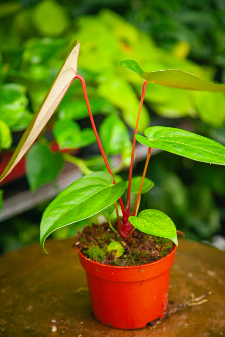 Zdjęcie rosliny doniczkowej Anthurium magnificum x nigrolaminum Gigi, ujęcie 2