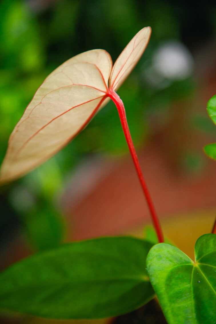 Zdjęcie rosliny doniczkowej Anthurium magnificum x nigrolaminum Gigi, ujęcie 3