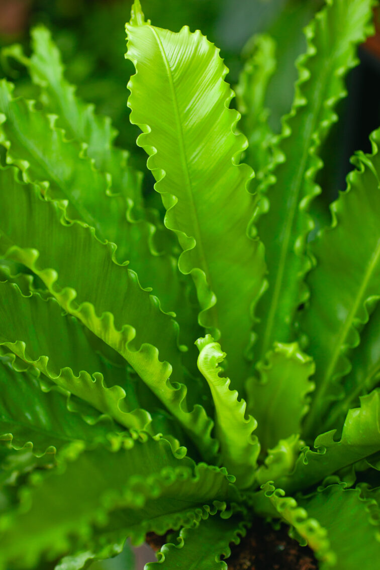 Zdjęcie rosliny doniczkowej Asplenium antiquum (Zanokcica Gniazdowa), ujęcie 2