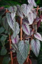 Zdjęcie rosliny doniczkowej Cissus discolor Violet Vine, ujęcie 1