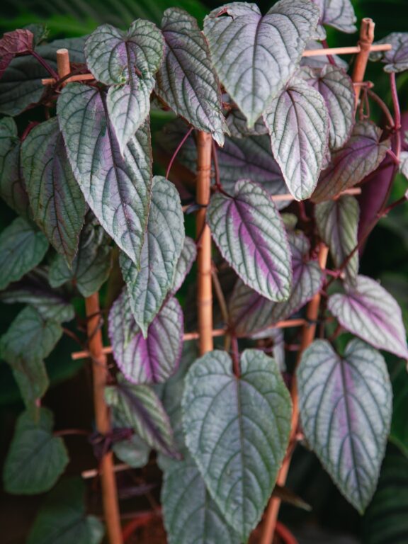 Zdjęcie rosliny doniczkowej Cissus discolor Violet Vine, ujęcie 1