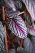 Zdjęcie rosliny doniczkowej Cissus discolor Violet Vine, ujęcie 2