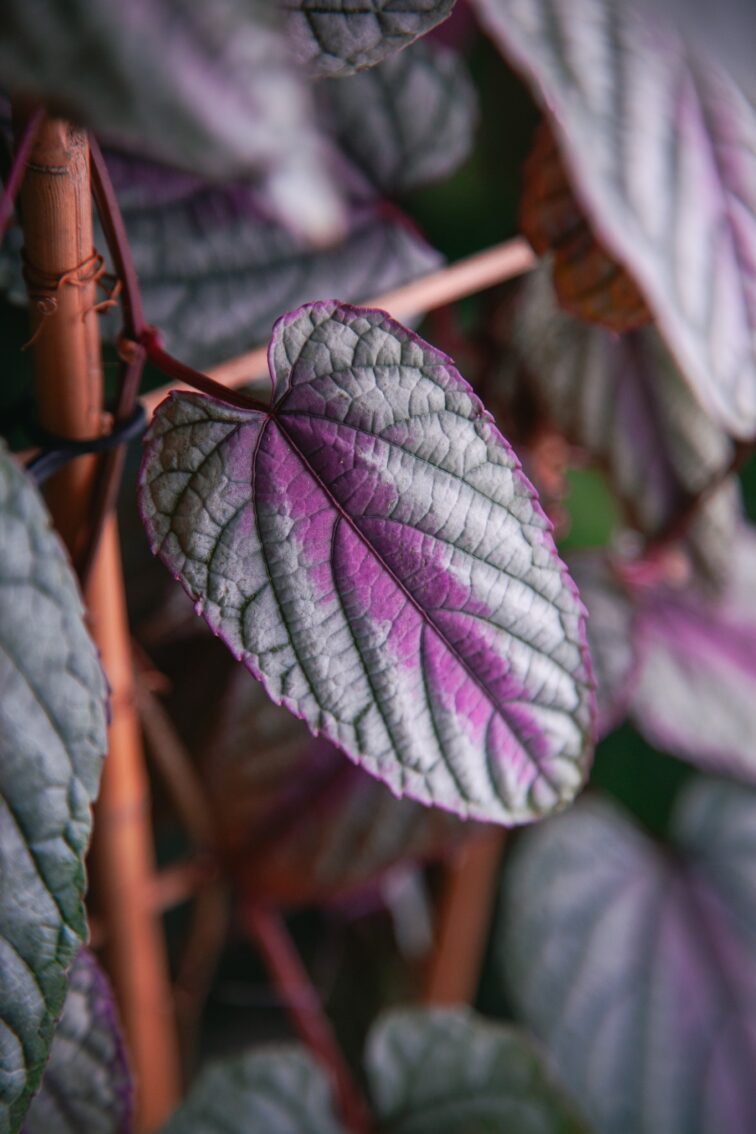 Zdjęcie rosliny doniczkowej Cissus discolor Violet Vine, ujęcie 2