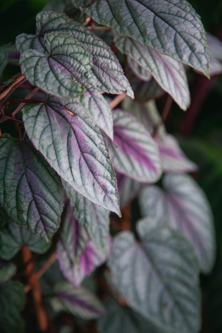 Zdjęcie rosliny doniczkowej Cissus discolor Violet Vine, ujęcie 3