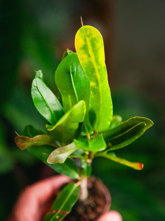 Zdjęcie rosliny doniczkowej Codiaeum Sunny Star (Trójskrzyn), ujęcie 1