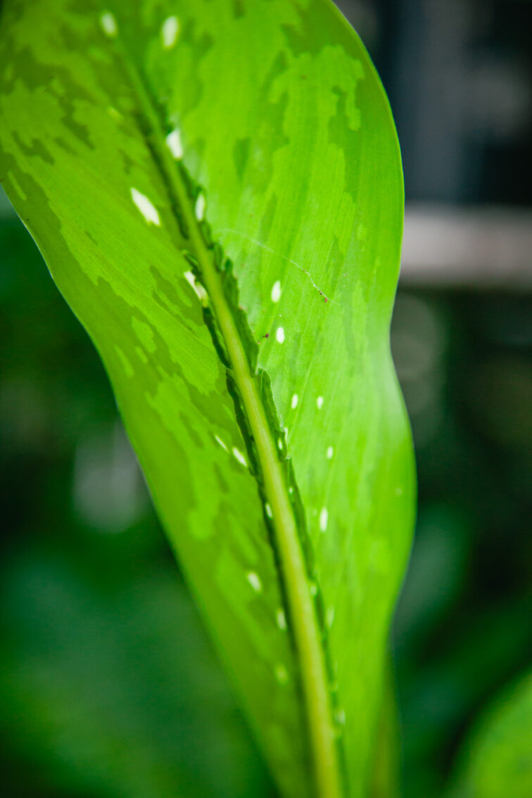 Zdjęcie rosliny doniczkowej Dieffenbachia Crocodile, ujęcie 3