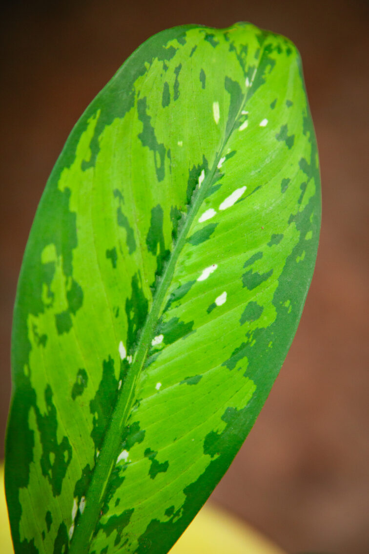 Zdjęcie rosliny doniczkowej Dieffenbachia Crocodile, ujęcie 4