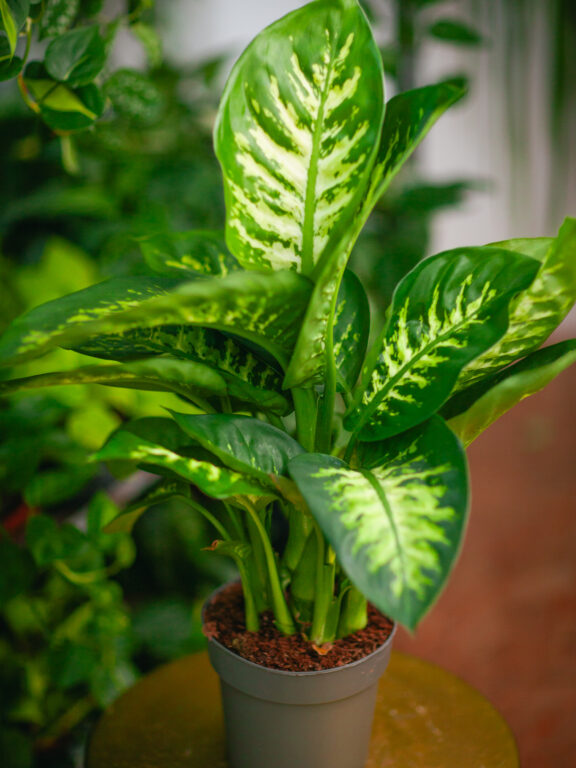 Zdjęcie rosliny doniczkowej Dieffenbachia Reeva, ujęcie 1