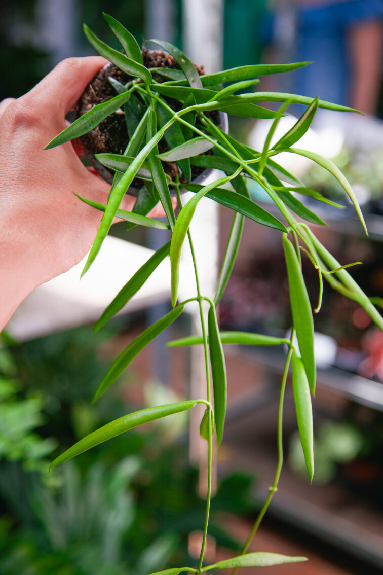 Zdjęcie rosliny doniczkowej Dischidia Philippinensis, ujęcie 3