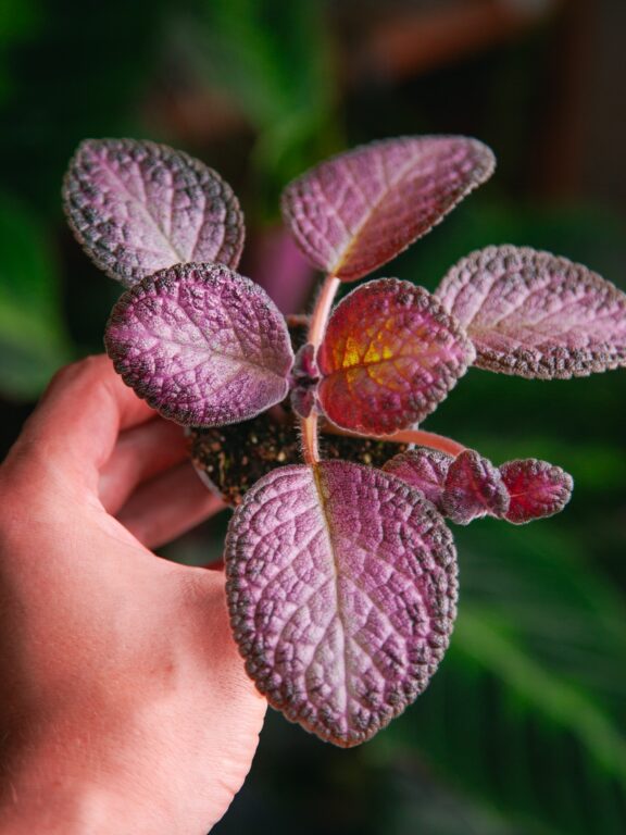 Zdjęcie rosliny doniczkowej Episcia Malayan, ujęcie 1