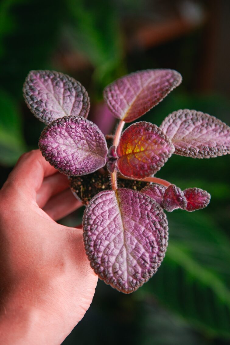 Zdjęcie rosliny doniczkowej Episcia Malayan, ujęcie 1