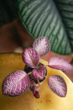 Zdjęcie rosliny doniczkowej Episcia Malayan, ujęcie 3