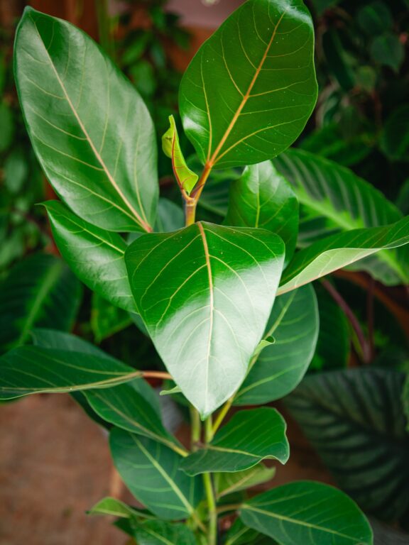 Zdjęcie rosliny doniczkowej Ficus benghalensis Joy, ujęcie 1