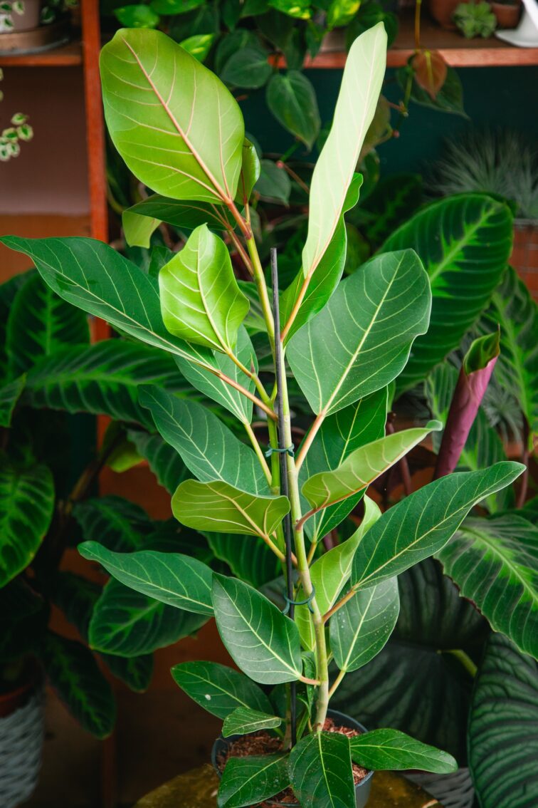 Zdjęcie rosliny doniczkowej Ficus benghalensis Joy, ujęcie 3