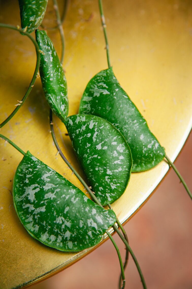 Zdjęcie rosliny doniczkowej Hoya Imbricata, ujęcie 2