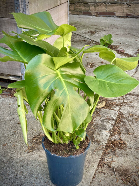 Zdjęcie rosliny doniczkowej Monstera deliciosa (Monstera dziurawa), ujęcie 1