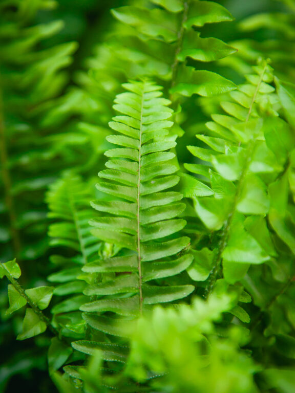 Zdjęcie rosliny doniczkowej Nephrolepis exaltata Bostoniensis (Nefrolepis wyniosły), ujęcie 1