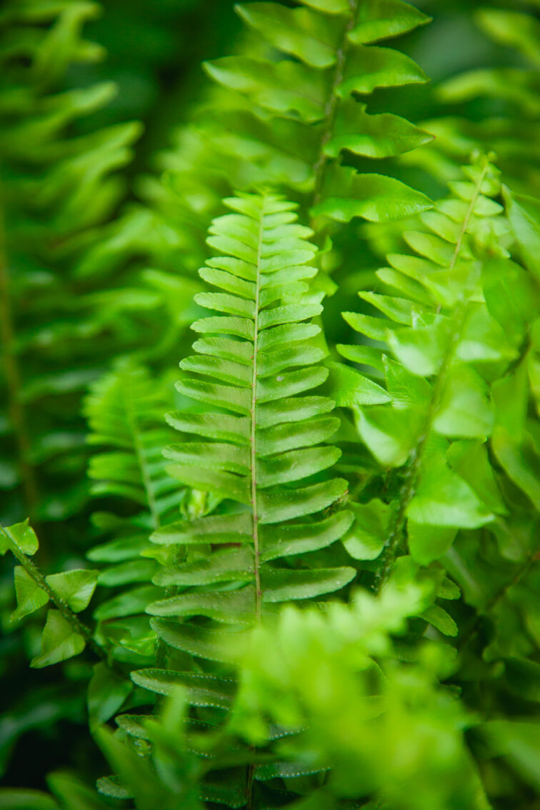 Zdjęcie rosliny doniczkowej Nephrolepis exaltata Bostoniensis (Nefrolepis wyniosły), ujęcie 1