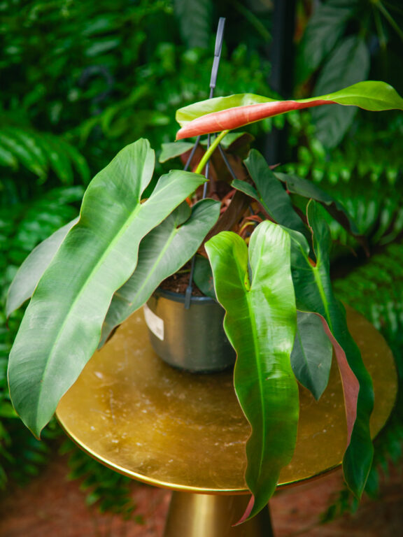 Zdjęcie rosliny doniczkowej Philodendron atabepoense Silver, ujęcie 1