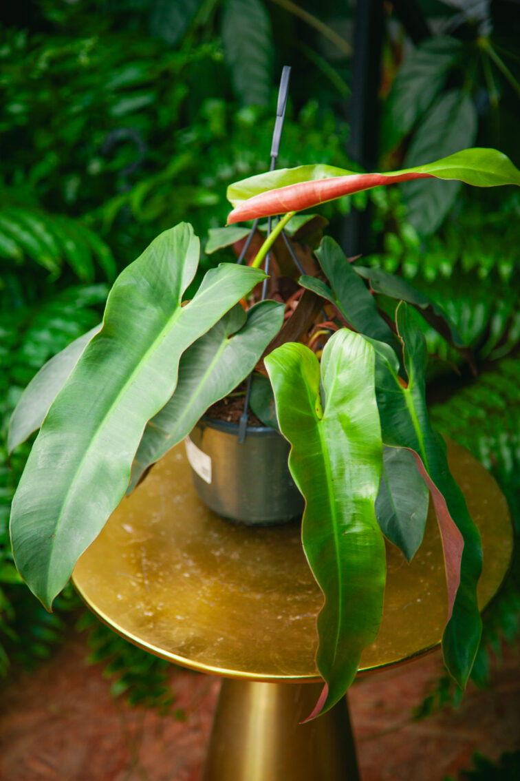 Zdjęcie rosliny doniczkowej Philodendron atabepoense Silver, ujęcie 1