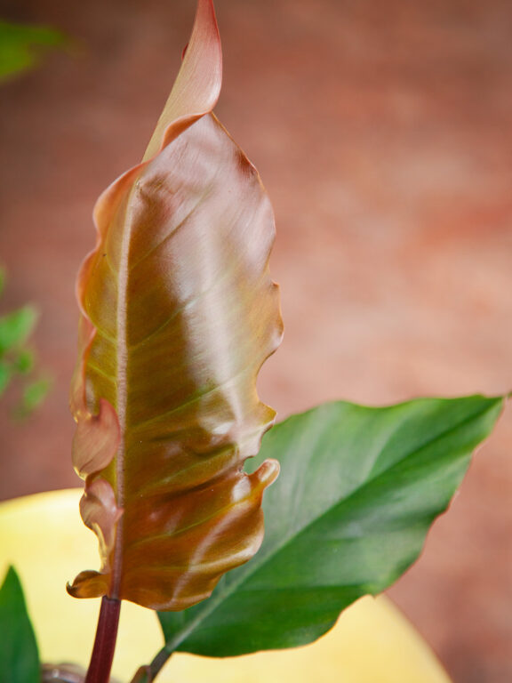 Zdjęcie rosliny doniczkowej Philodendron Caramel Pluto, ujęcie 1