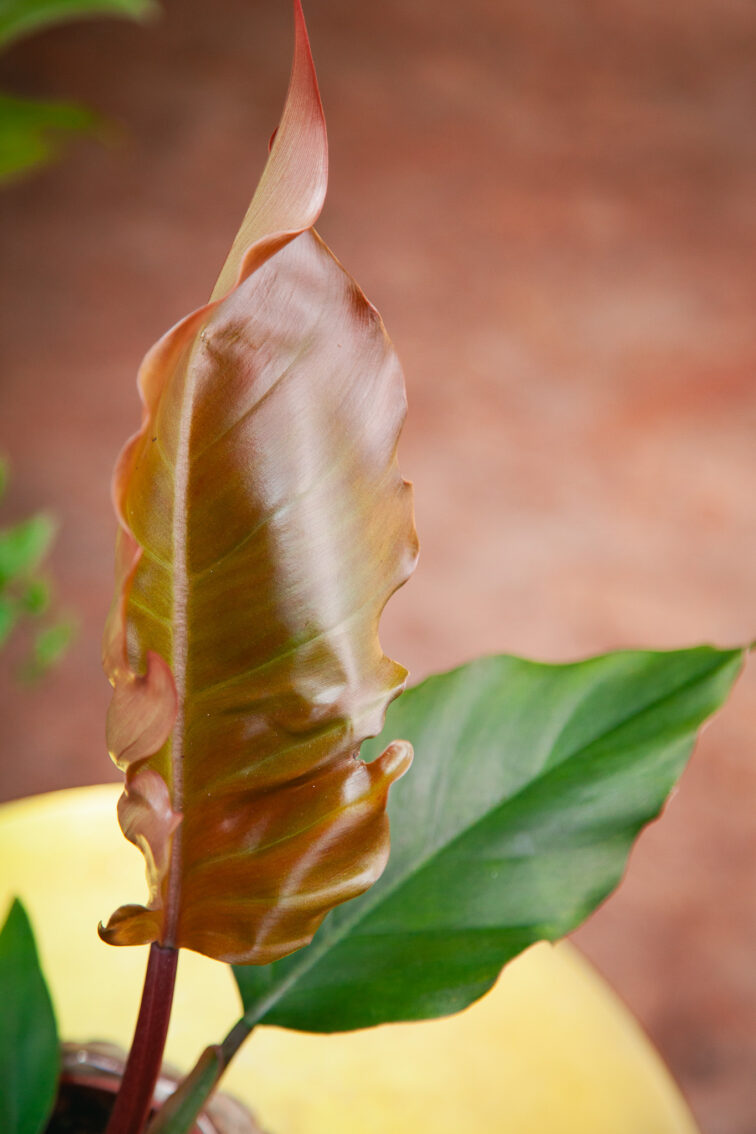 Zdjęcie rosliny doniczkowej Philodendron Caramel Pluto, ujęcie 1