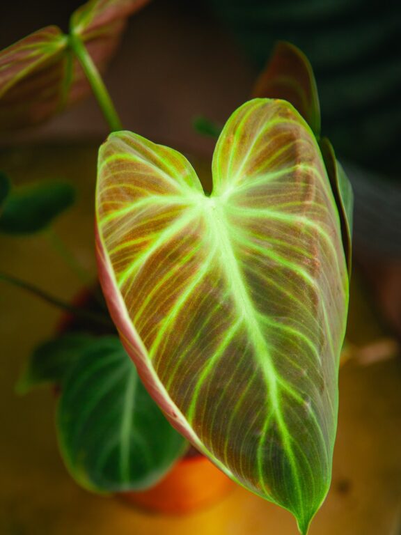 Zdjęcie rosliny doniczkowej Philodendron rubrijuvenile El Choco Red, ujęcie 1