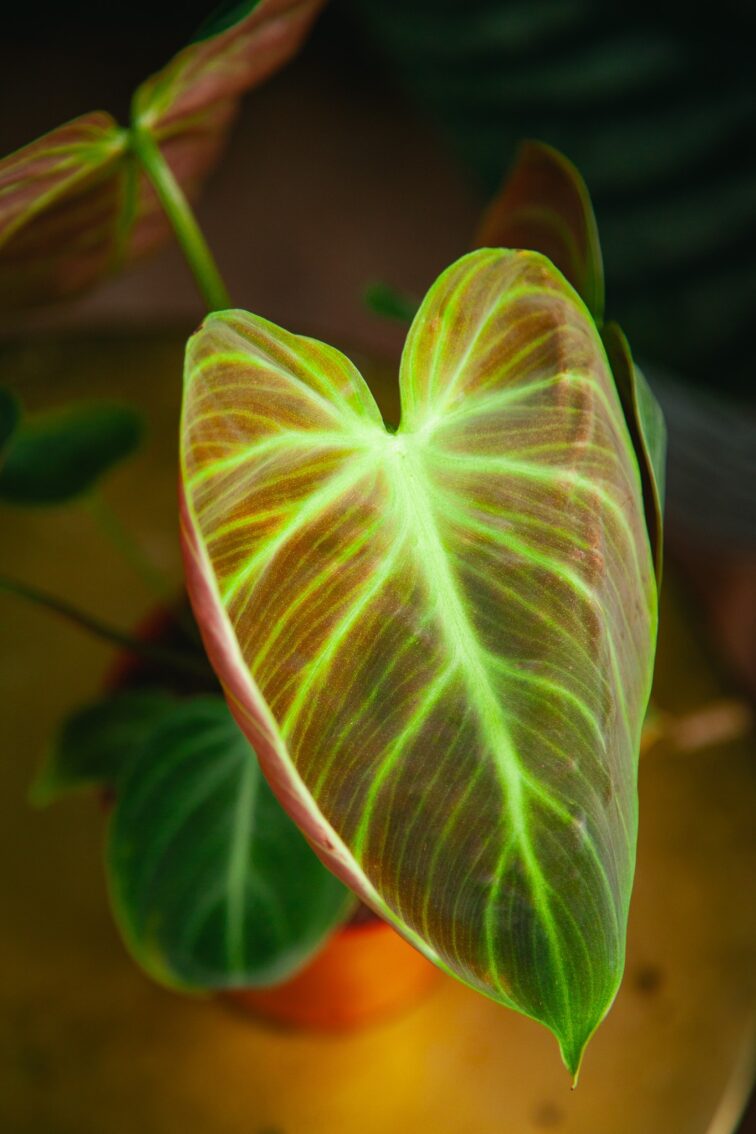 Zdjęcie rosliny doniczkowej Philodendron rubrijuvenile El Choco Red, ujęcie 1