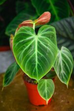 Zdjęcie rosliny doniczkowej Philodendron rubrijuvenile El Choco Red, ujęcie 2