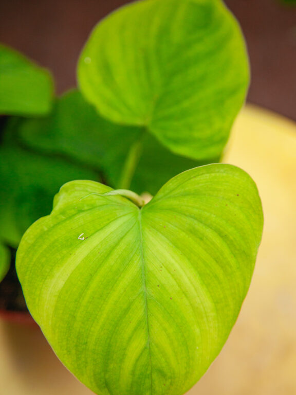 Zdjęcie rosliny doniczkowej Philodendron fibraecataphyllum, ujęcie 1