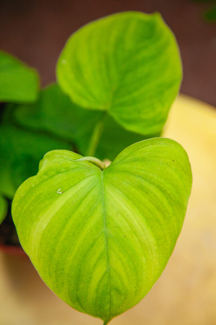 Zdjęcie rosliny doniczkowej Philodendron fibraecataphyllum, ujęcie 1