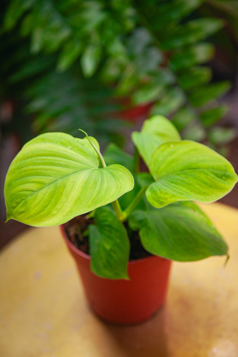 Zdjęcie rosliny doniczkowej Philodendron fibraecataphyllum, ujęcie 3