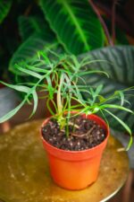 Zdjęcie rosliny doniczkowej Philodendron polypodioides, ujęcie 1