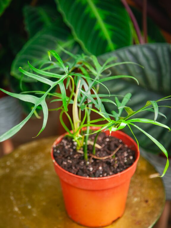 Zdjęcie rosliny doniczkowej Philodendron polypodioides, ujęcie 1