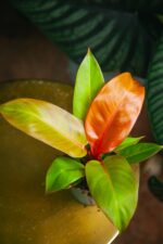 Zdjęcie rosliny doniczkowej Philodendron Prince of Orange, ujęcie 2