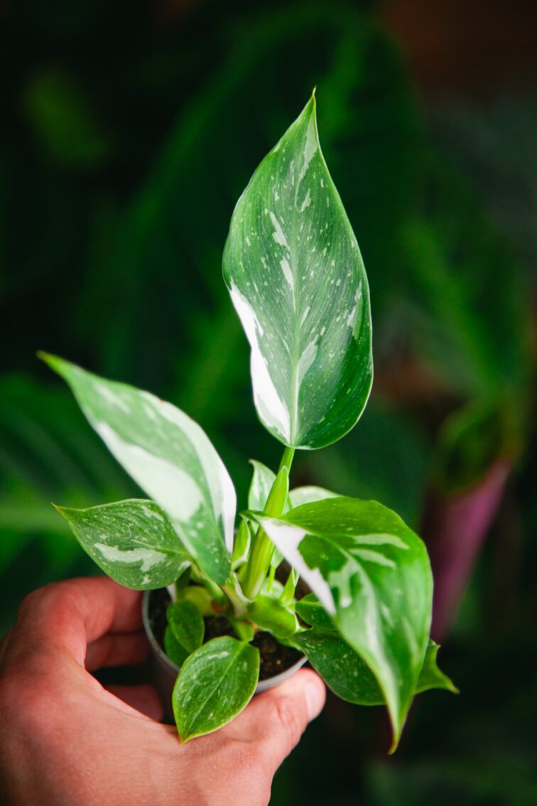 Zdjęcie rosliny doniczkowej Philodendron White Princess, ujęcie 1