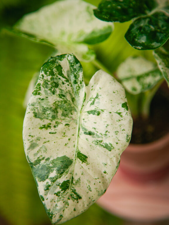 Zdjęcie rosliny doniczkowej Alocasia macrorrhiza Camouflage, ujęcie 1